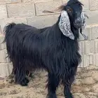 للبيع تيس فحل طيب