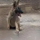 كلب جيريمن صغير السوم من 500