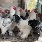 للبيع ديوك براهما كولمبي