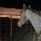 مهر شعبي للبيع