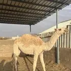 بكره للبيع