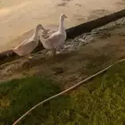 بط للبيع