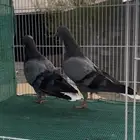 حمام قطيفي