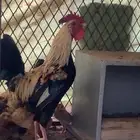 ديك عربي شوكي