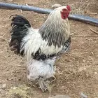 دجاج براهما فاخر