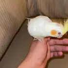 كروان لاتينو اليف جدا