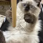 قطط