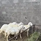 خرفان ورخال العدد 7 جمله وتفريد