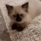 قطط