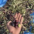 زيت ريتون سكاكا الجوف عصر علبارد