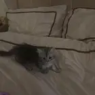 قطه للبيع