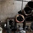حمام قطيفي