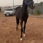 حصان ادهم ركوب ومعسوف وهادي خيل