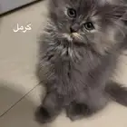 قطط للتبني