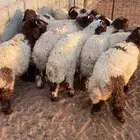 هرافى نعيم تمارا 90 تقييم