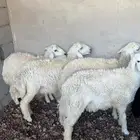طليان للبيع
