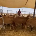 غنم سواكني للبيع