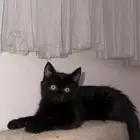 قطة سكوتش ستريت
