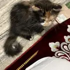 كيتن شيرازي