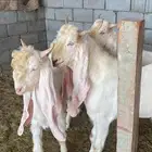 تيوس هولندي