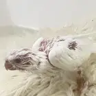فرخ كروان لابينو
