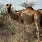 ناقه حمرا على ضراب