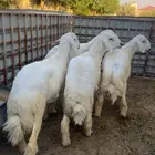 طليان حريه اربعه طيبه خمسه الا سته شهور