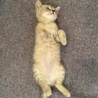 قطه انثى عمرها شهرين و10 ايام ولعوبه مرا تحب تلعب