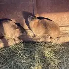 محمية وبران برية
