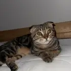 فولد سكوتش لتبني
