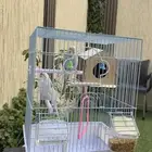 زوج طيور حب بادجي