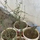 شتلات بشام