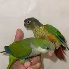 كويكر قرين و كنيور يلو سايد كلهم هدد نشبه