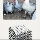 بيض دجاج فيومي الألمنيوم