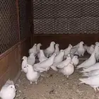 حمام فرنسي احجام طيبه ومنتج