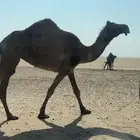 لقحه مجهم للبيع