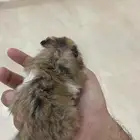البيع هامستر اليف