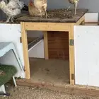 دجاج بلدي و براهما للبيع