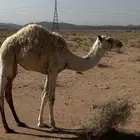 بكره