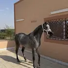مهرة واهو مصرية بيور