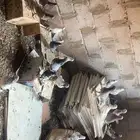 حمام مشكل