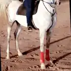 حصان واهو