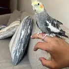 ببغاء نوع كوكتيل اليف