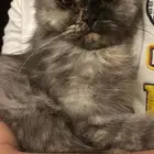 قطه للتبني الخبر