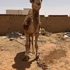 قعود