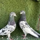 حمام بكستاني تيدي تم البيع