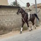 حصان واهو للبيع