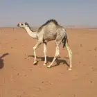 حاشي طيب