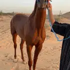 حصان انتاج ورق سبق مواليد 2022