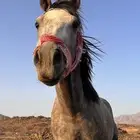 حصان شعبي